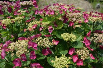 アジサイ サンセット