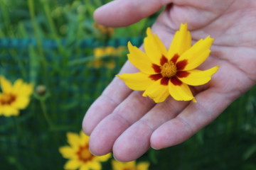 un fiore giallo in primavera