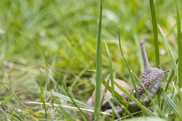 snail crawling
