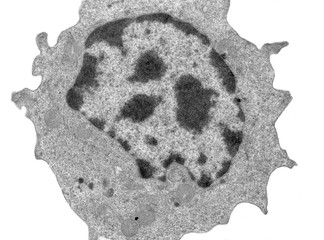 Lymphocyte. TEM