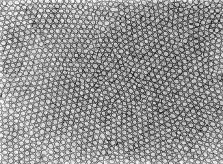 Brush border. Microvilli