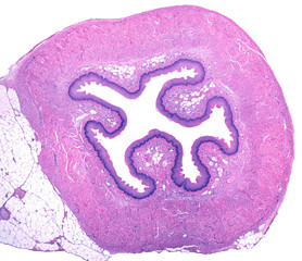 Esophagus. Stratified scamous epipthelium