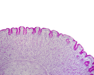 Gastric mucosa. PAS stain
