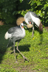 Naklejka premium Südafrika-Kronenkranich