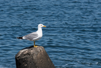 Portrait of  seagull