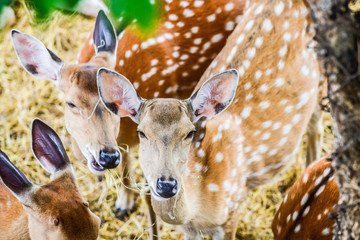 Face of spotted deer