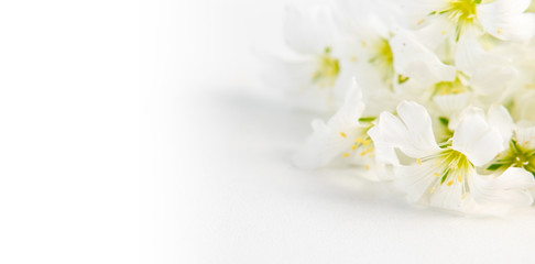 Nice and romantic white flowers on white background with negative space