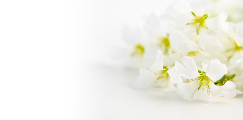 Nice and romantic white flowers on white background with negative space