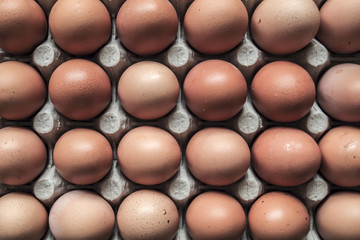 Eggs in rows on paper carrier