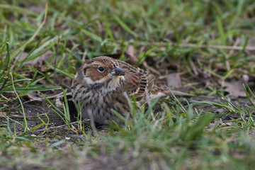 Little bunting (Emberiza pusilla)