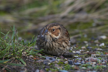 Little bunting (Emberiza pusilla)