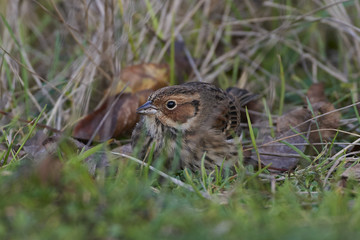 Little bunting (Emberiza pusilla)