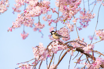 満開の桜とシジュウカラ