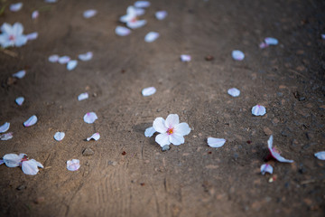 散る桜の花