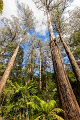 Trees