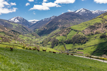 Fototapeta na wymiar Valley of Leitariegos, in Asturias (Spain), at the beginning of spring