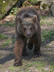 Brown bear (Ursus arctos)