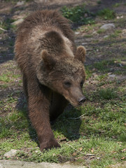 Brown bear (Ursus arctos)