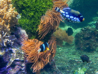 visita all'acquario di Genova