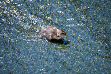 カルガモのヒナ