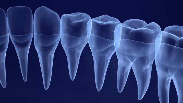 Transparent teeth, xray view. 3D animation