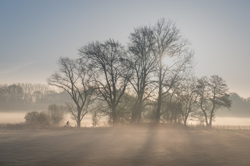 Fototapeta na wymiar Bäume im Morgennebel mit Fahradfahrer