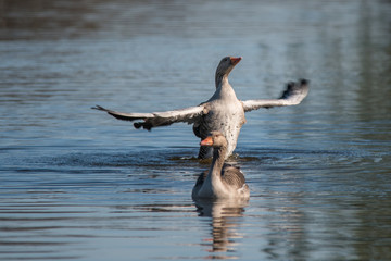 Gänse am See © Martina