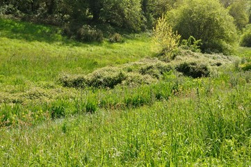 Fototapeta na wymiar Green grass meadow woody hedgerow
