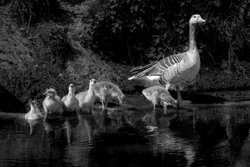 Gans mit Küken  © Martina