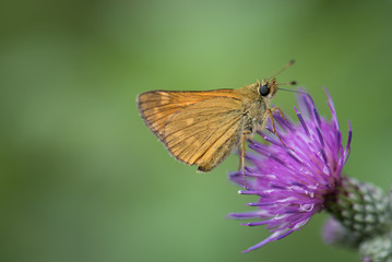 Schmetterling auf Blume Makro