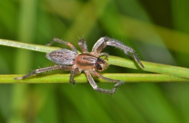 Yellow Sac spider (Cheiracanthium) with prey in a pine tree. These dangerous spiders are prolific at night, and have similar venom to the Brown Recluse spider, only a milder dose.