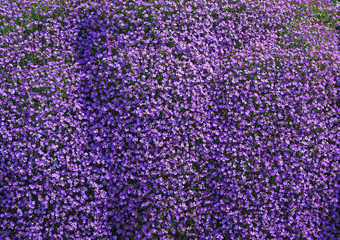 Aubrieta or Aubretia flowers in full bloom on a sunny spring day