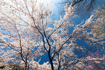 Japanese cherry tree full bloom