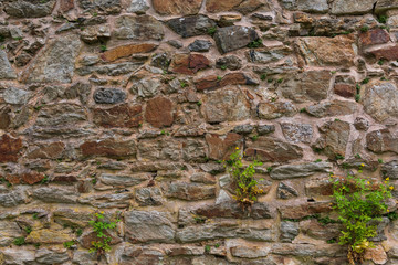 Mauer aus Naturstein mit Moosen und Flechten in einem Klostergarten
