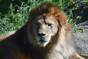 ライオン