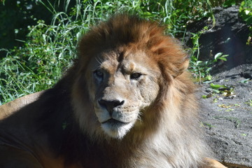 ライオン