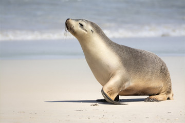 Naklejka premium Sea Lion