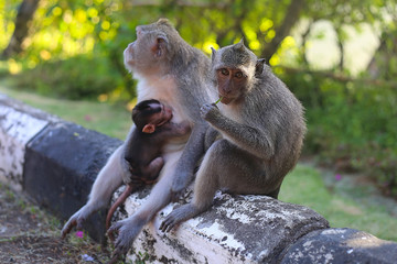 family monkey mommy with child, Monkey island bali