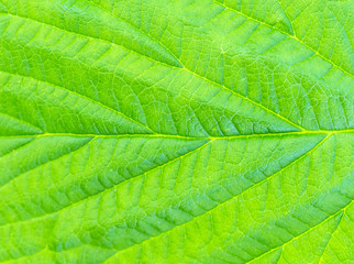 Texture of green leaf. Macro Photo. Abstract natural background.