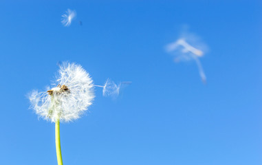 Dandelion with seed which flying in the wind against blue sky.