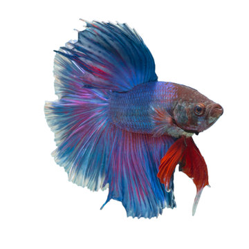 Siamese fighting fish