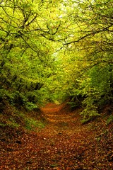 A leafy path going through a green forest. A forest walk in autumn. The path leads over leaves through a tunnel of trees and branches. Everything is in brown and green colors