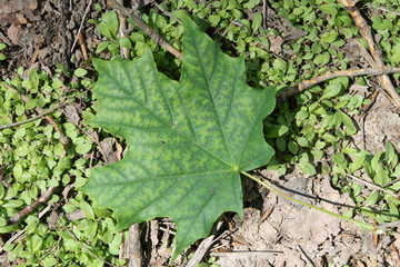 Norway maple green leaf with interveinal chlorosis