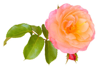 Wonderful Rose (Rosaceae) with bud isolated on white background, including clipping path. Germany