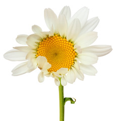 Lovely white Daisy (Marguerite) isolated on white background, including clipping path. Germany