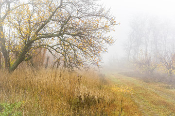 Obraz na płótnie Canvas Foggy day in autumn forest