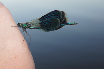 dragonfly