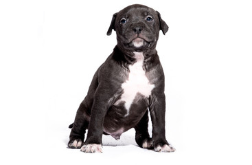 Puppy Pitbull American Bully Isolated