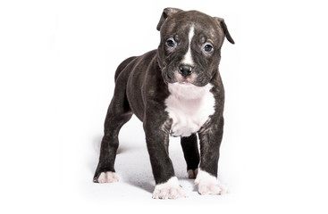 Puppy Pitbull American Bully Isolated