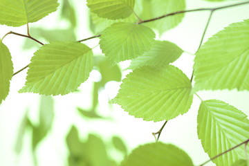 新緑の葉